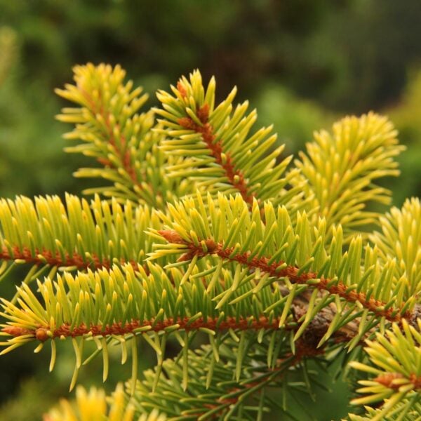 Picea pungens 'Cascade Campfire' Colorado Spruce