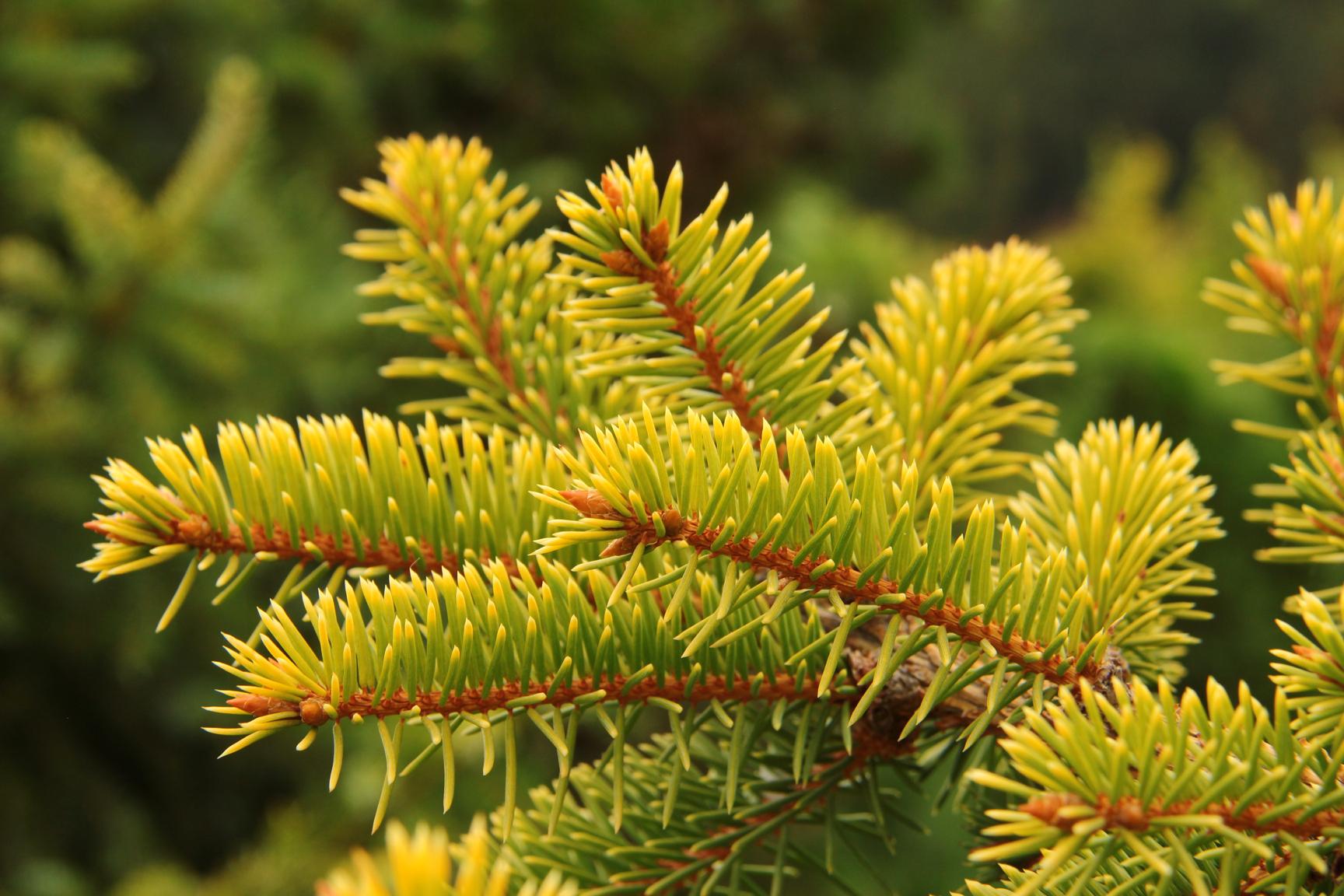 Cascade Campfire Colorado Spruce