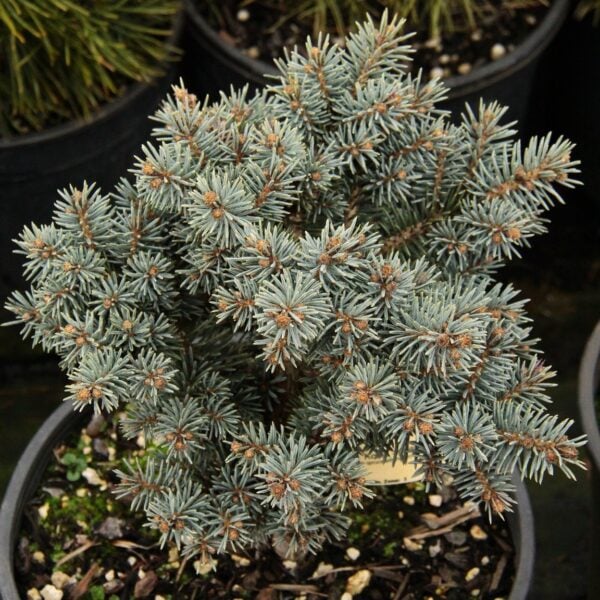 Picea pungens 'Kolar' Colorado Spruce