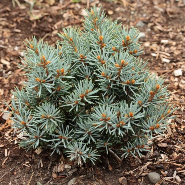 Picea pungens 'Petrin' Colorado Spruce