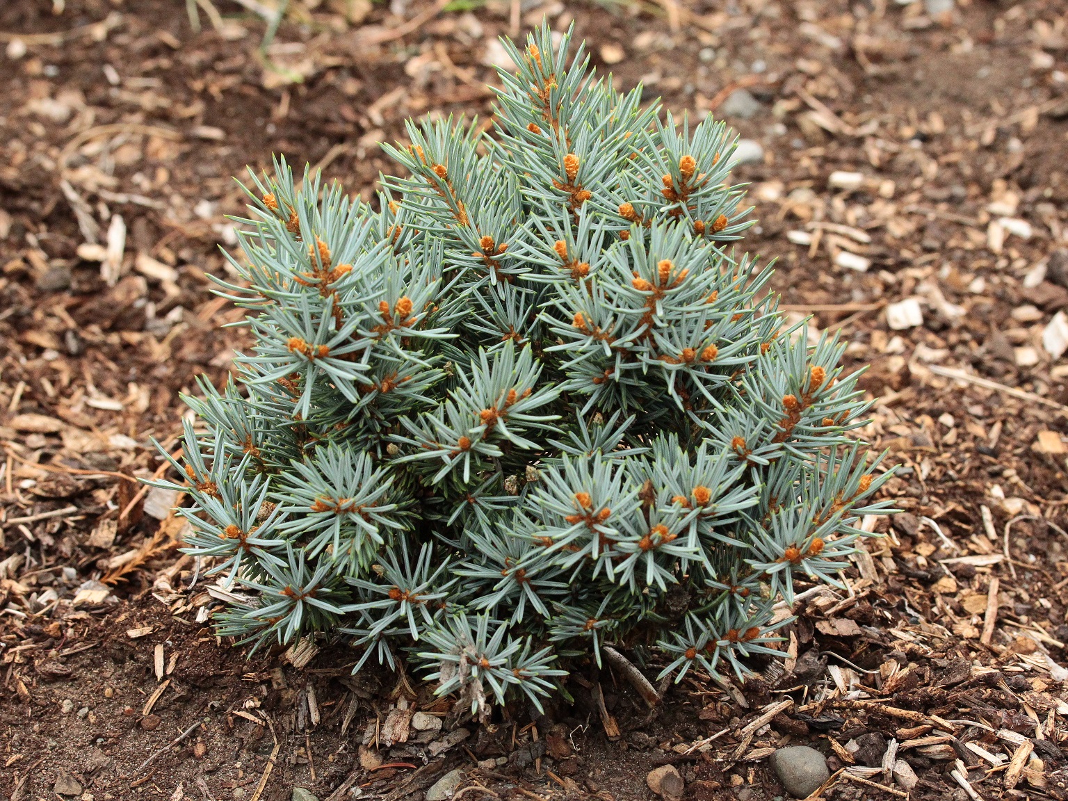 Petrin Colorado Spruce