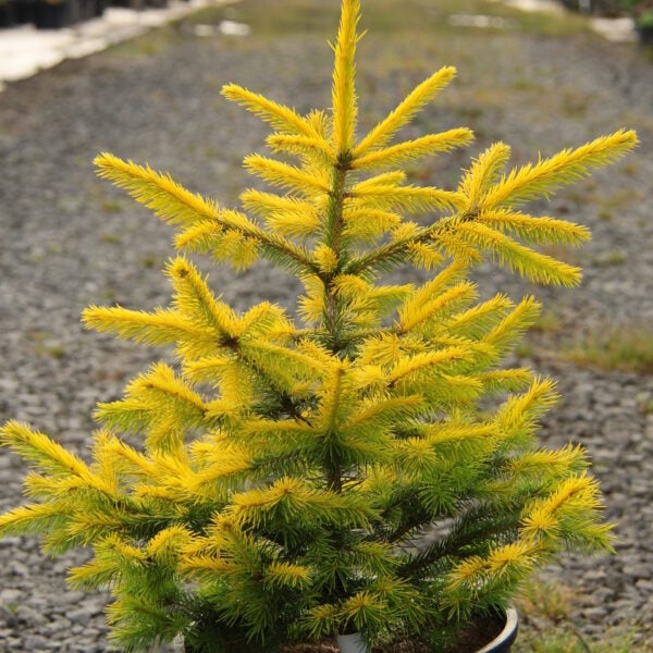 Picea abies 'Goldenrods' Norway Spruce