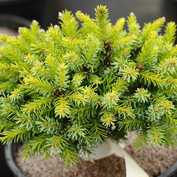 Picea omorika 'Liberec' Serbian Spruce