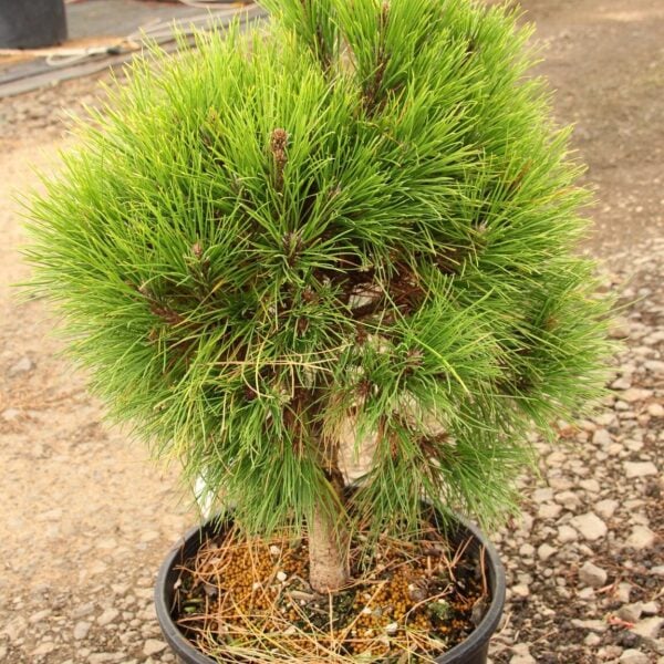 SU Dense Aleppo Pine