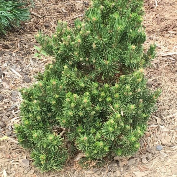 Pinus mugo 'Cyclone' Mugo Pine