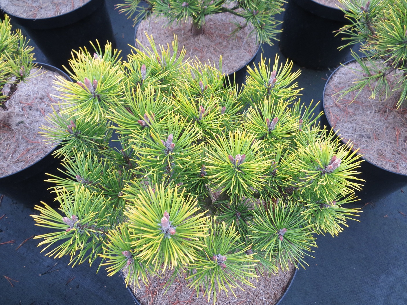 Pinus mugo 'Golden Glow'
