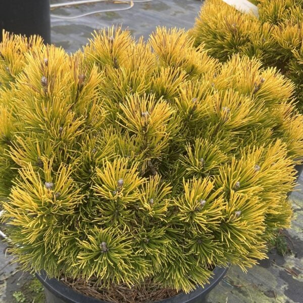 Pinus mugo 'Balkan Aurea' Mugo Pine