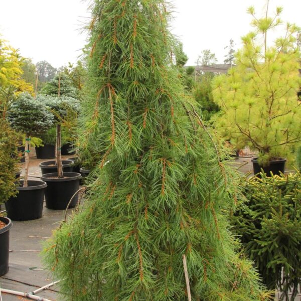 Pinus strobus 'Slim Jim'