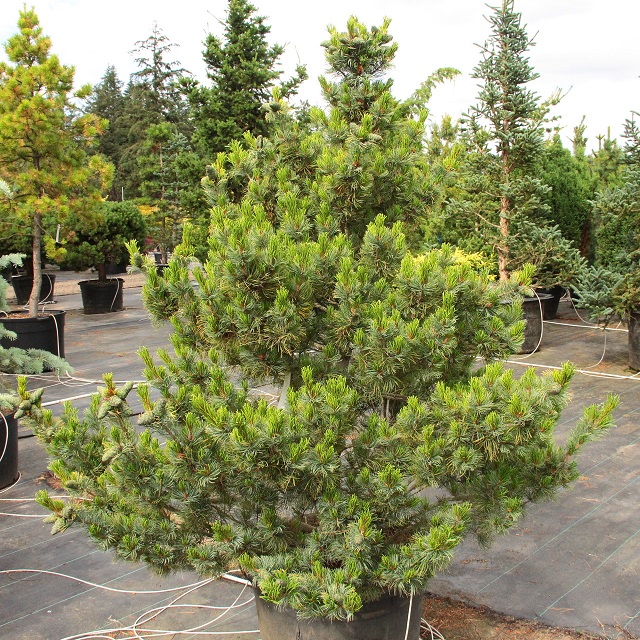 Pinus parviflora 'Yatsubusa'