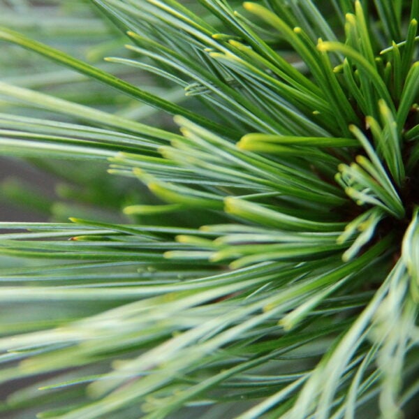 Mason's Comet Eastern White Pine