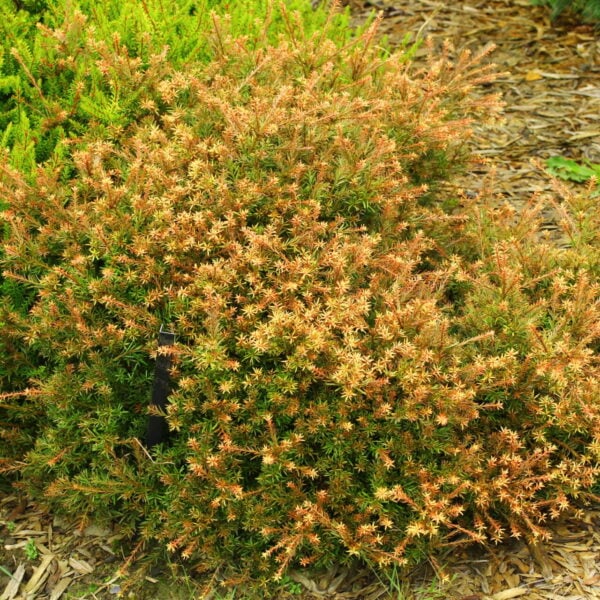 Podocarpus nivalis 'County Park Fire' Fire Hybrid Plum Pine