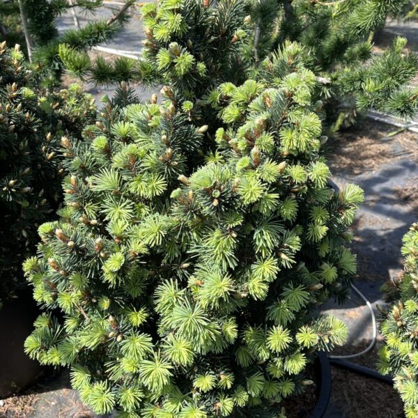 Pseudotsuga menziesii 'Kyah Diane' Douglas Fir