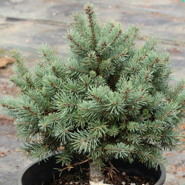 Pseudotsuga menziesii 'Vail' Douglas Fir