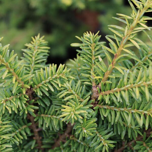 Tsuga canadensis 'Hussii'