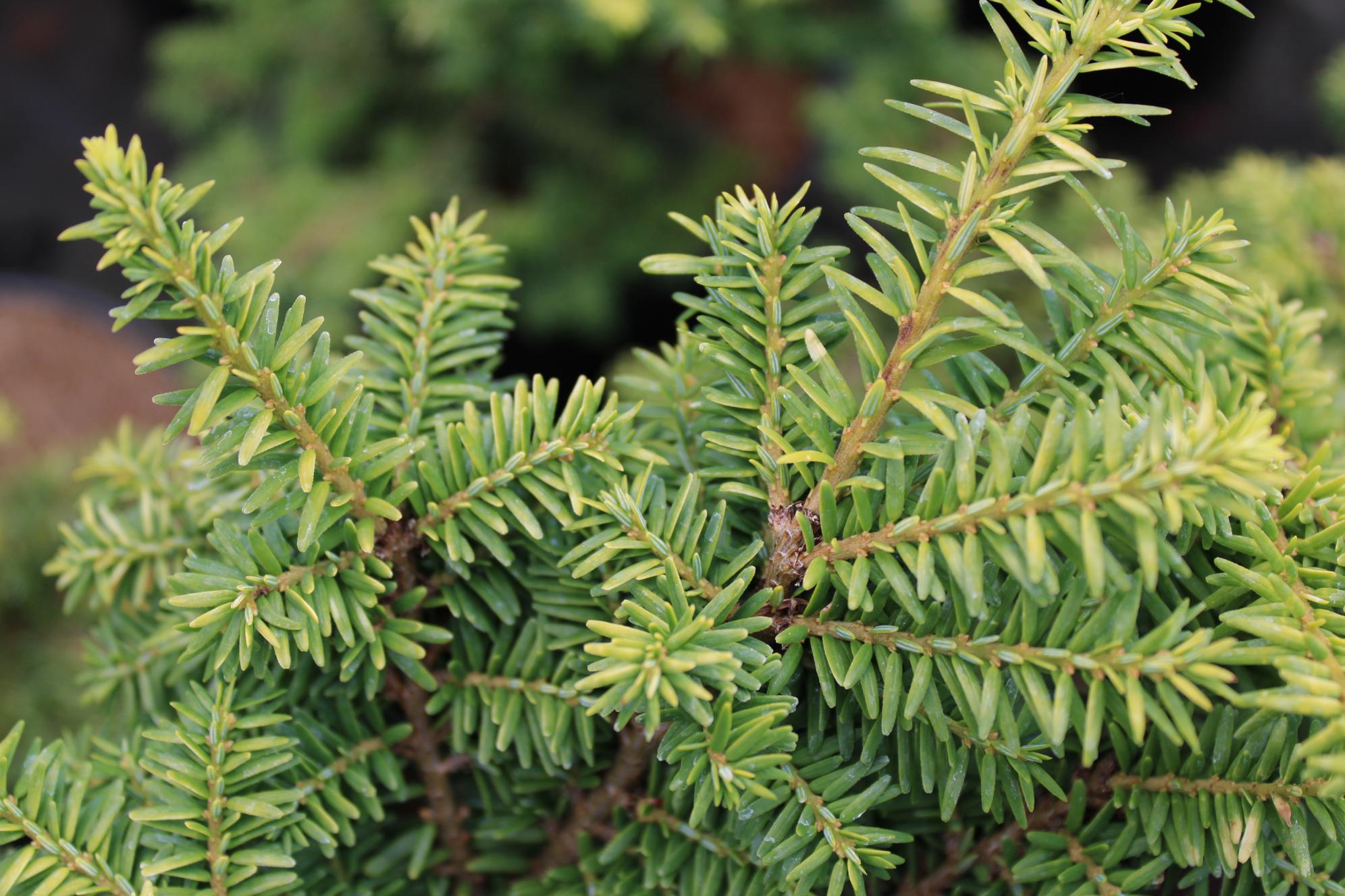 Tsuga canadensis 'Hussii'