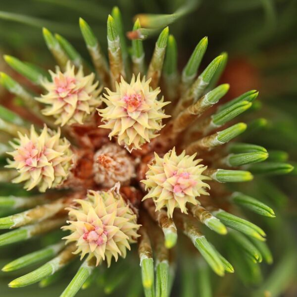 Pinus ponderosa 'Big Boomer' Ponderosa Pine