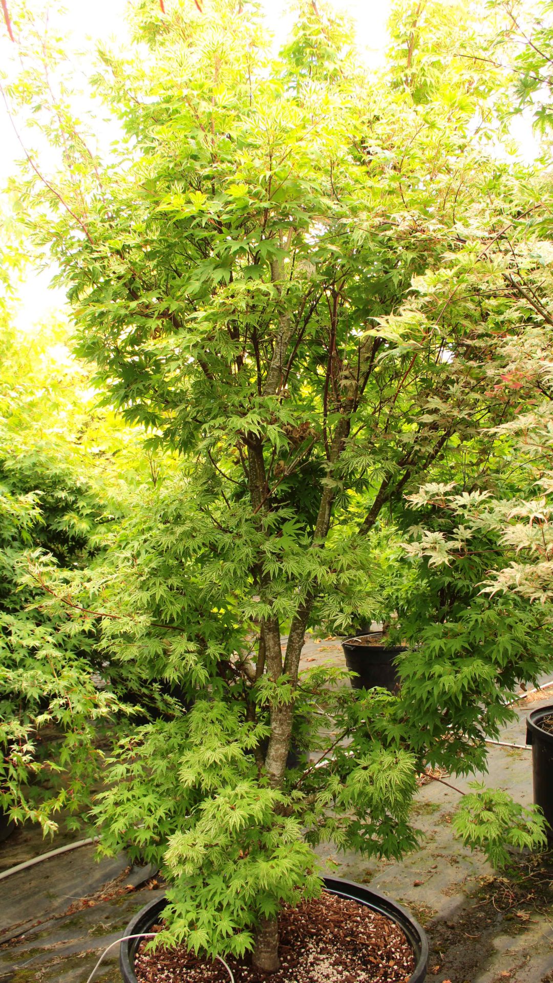 Acer-palmatum-Yama-nishiki-