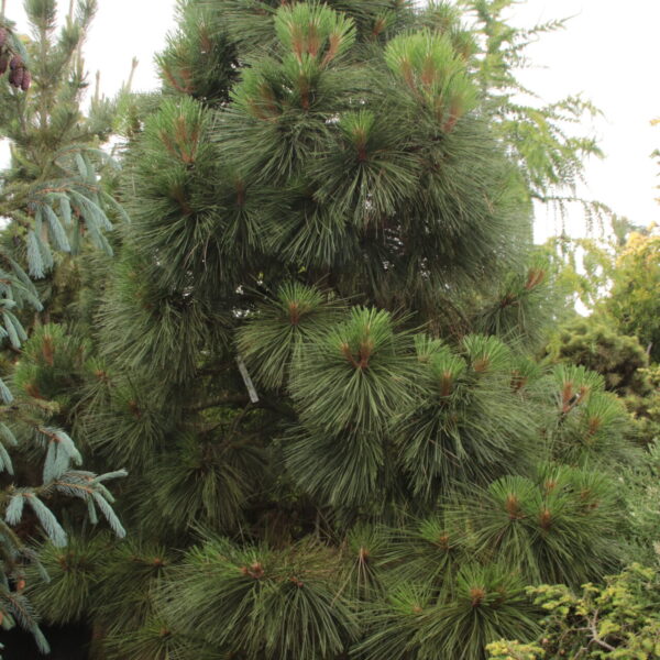 Pinus jeffreyi 'Joppi' Specimen 1982