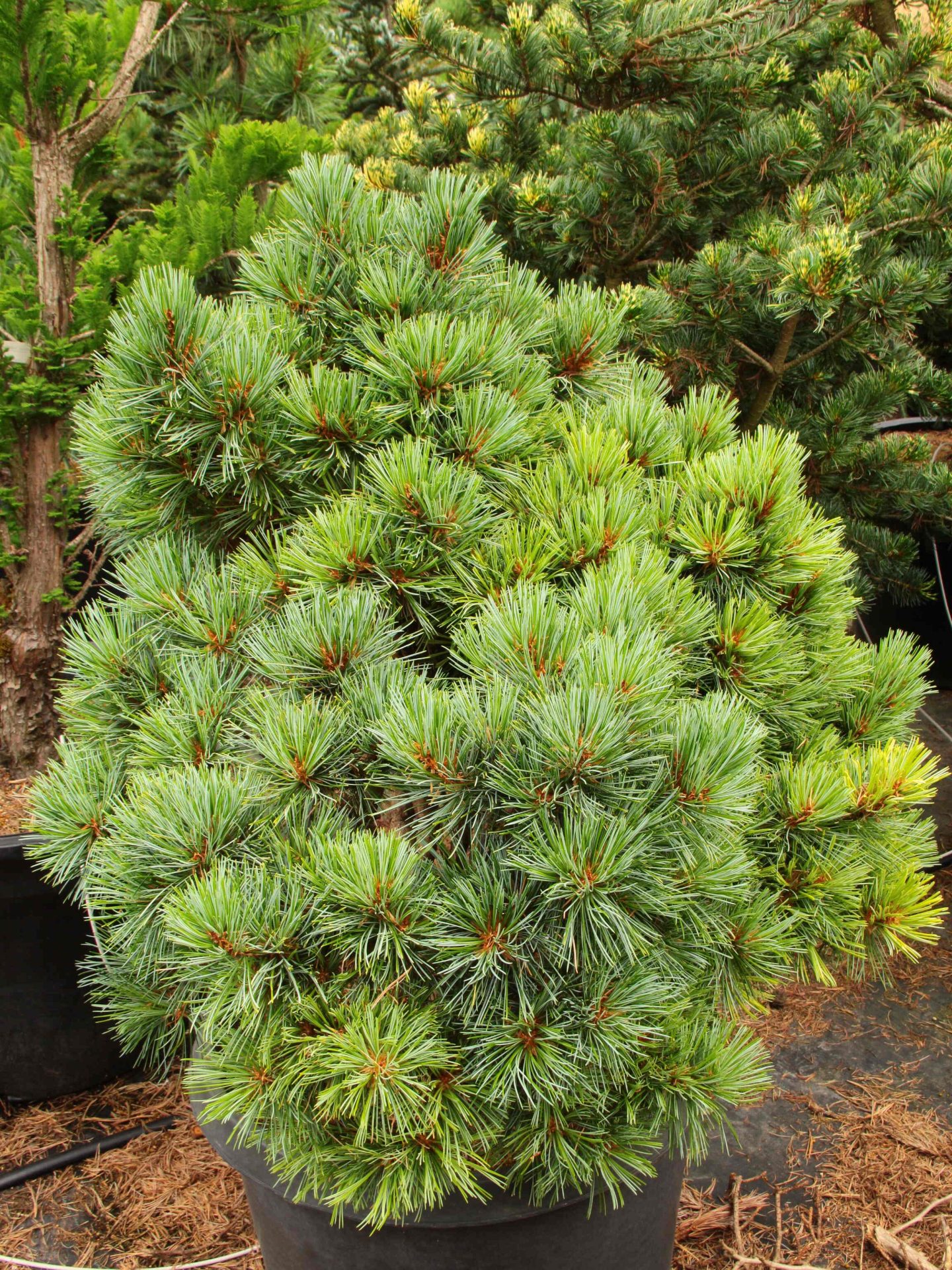 Pinus koraiensis 'Blue Ball' Specimen 1983 Conifer Kingdom