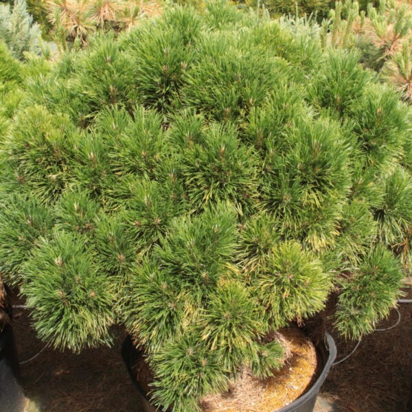 Pinus mugo 'Varella' Specimen 2187