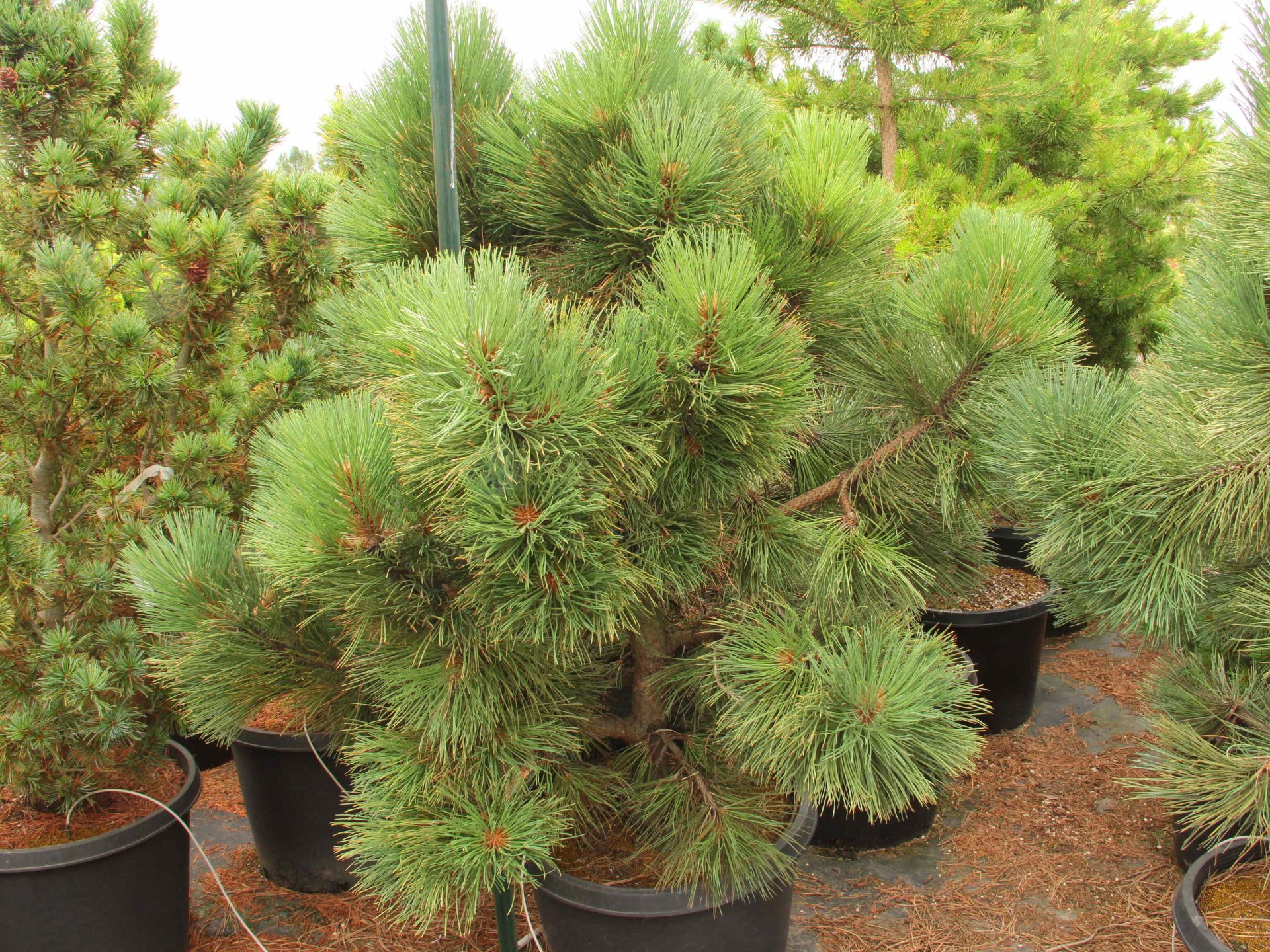 Buy Pinus ponderosa 'Big Boomer' Specimen 2171 Conifer Kingdom