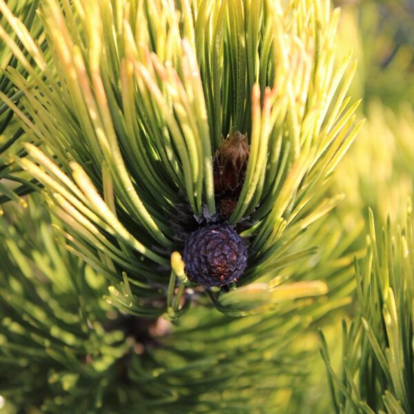 Pinus heldreichii (leucodermis) 'Phat Sister' Bosnian Pine