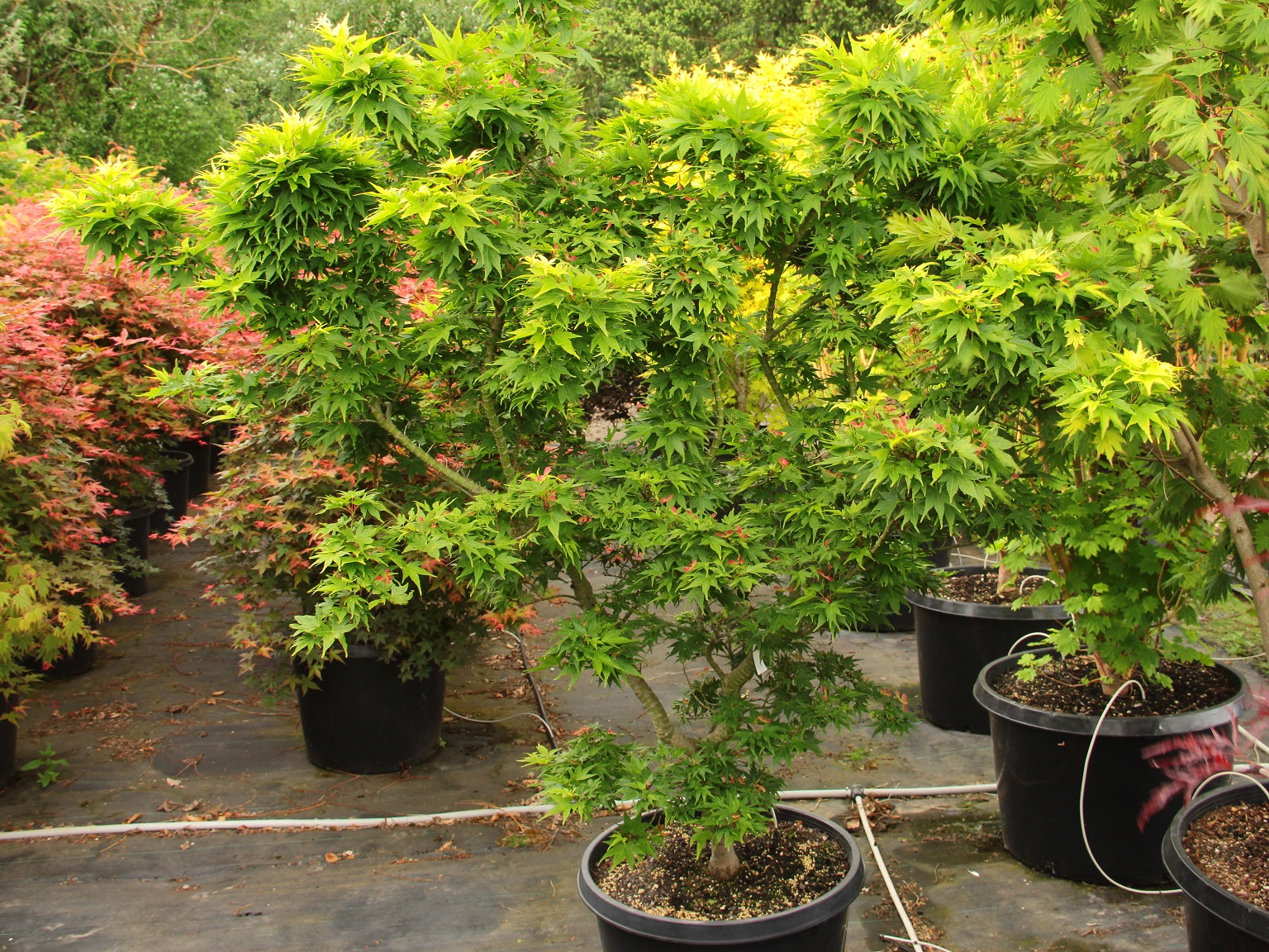 acer-palmatum-mikawa-yatsubusa-specimen