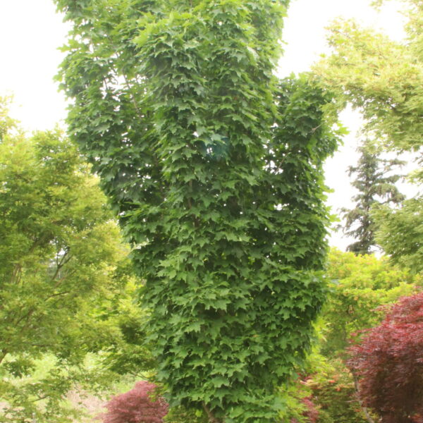 Acer saccharum 'Newton Sentry' Specimen 2093