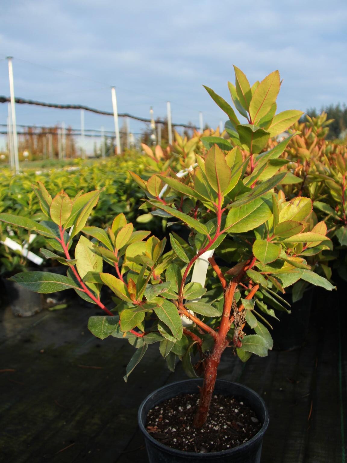 Arbutus 'Marina'