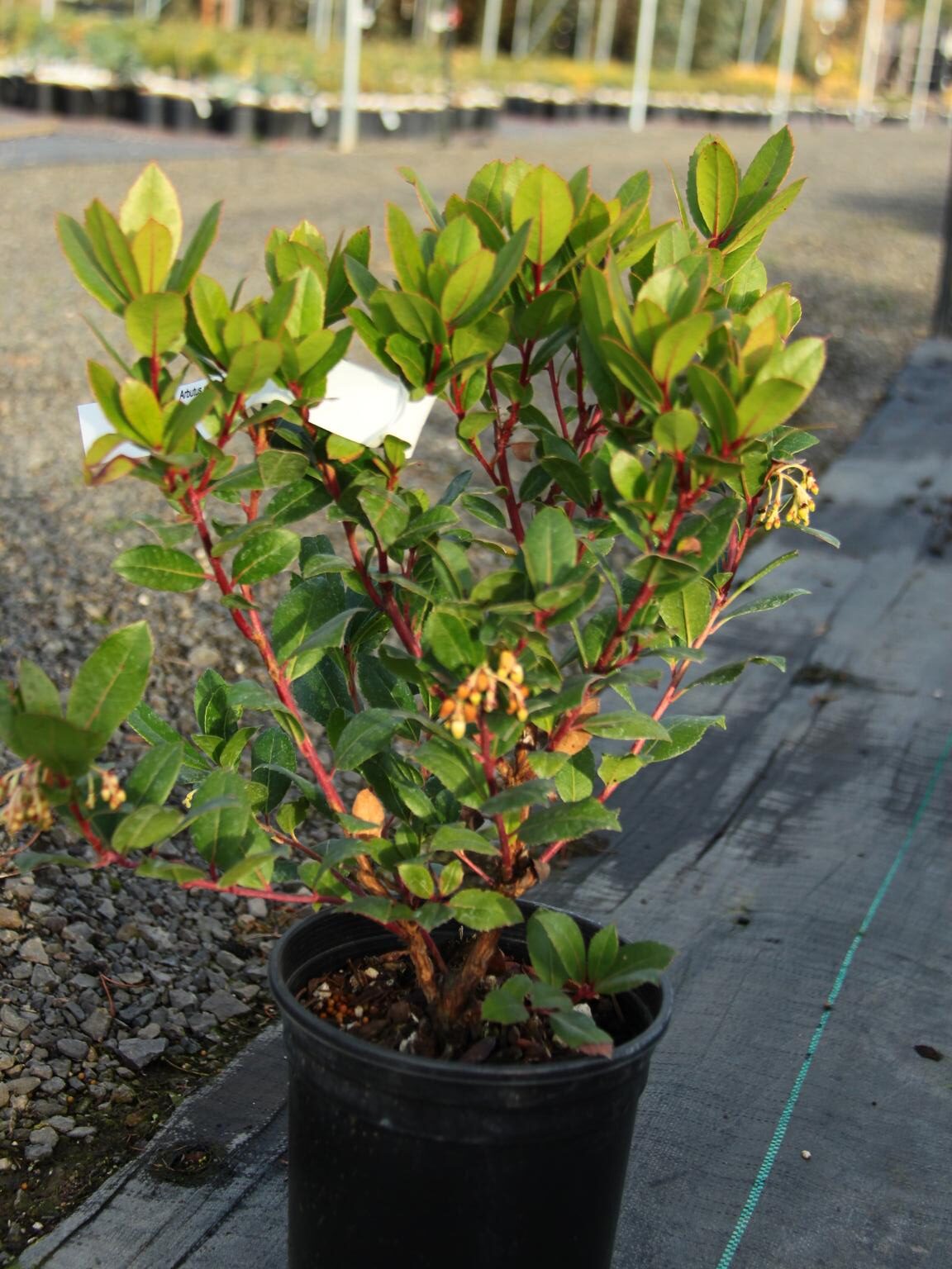 Arbutus unedo 'Compacta'