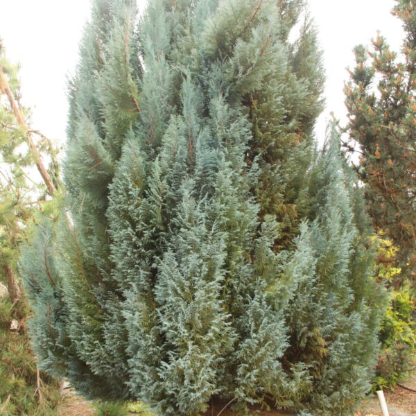 Chamaecyparis lawsoniana 'Blue Surprise' Specimen 1871