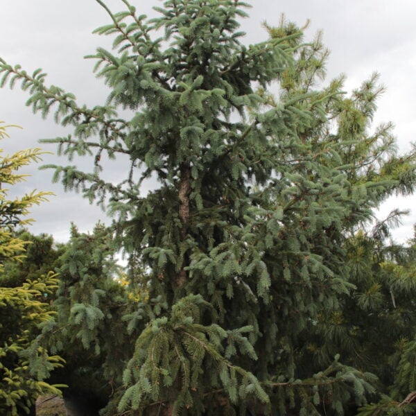 Picea likiangensis var. montigena Specimen 2074