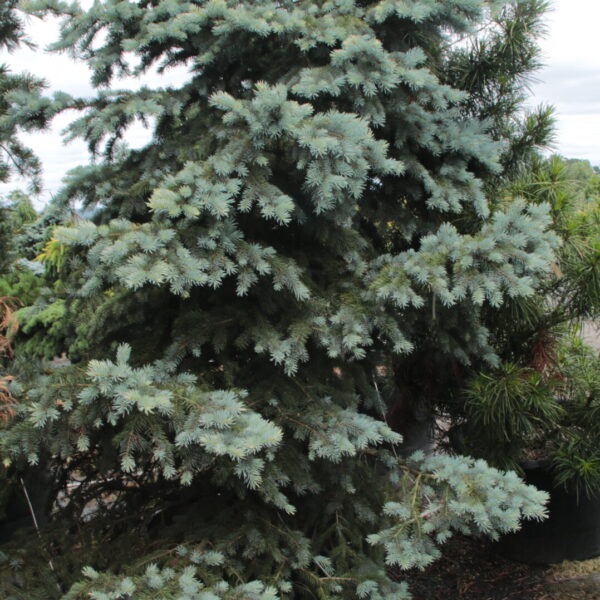 Picea pungens 'Niemetz' Specimen 1979