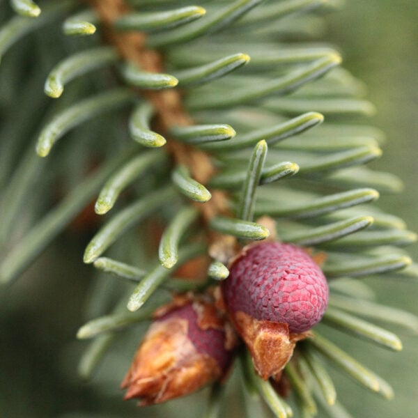 Picea likiangensis var. montigena Candelabra Spruce