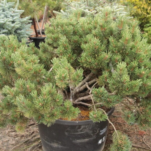 Pinus flexilis 'Comanche' Specimen 2078