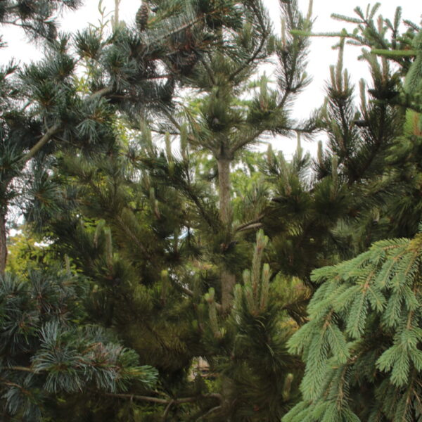 Pinus heldreichii (leucodermis) 'Kaleidoscope' Specimen 2013