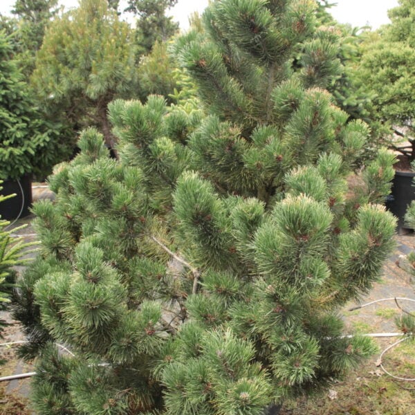 Pinus mugo 'Pal Maleter' Specimen 2060