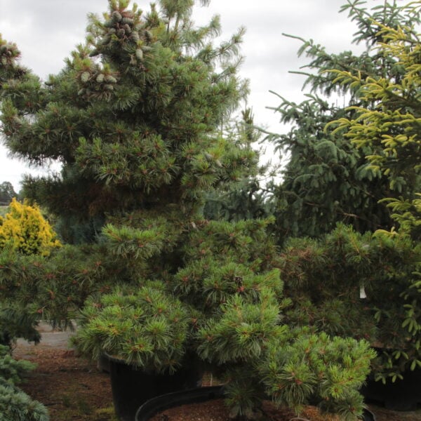 Pinus parviflora 'Ara kawa' Specimen 1856