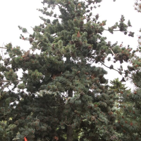 Pinus parviflora 'Glauca Compacta' Specimen 1846