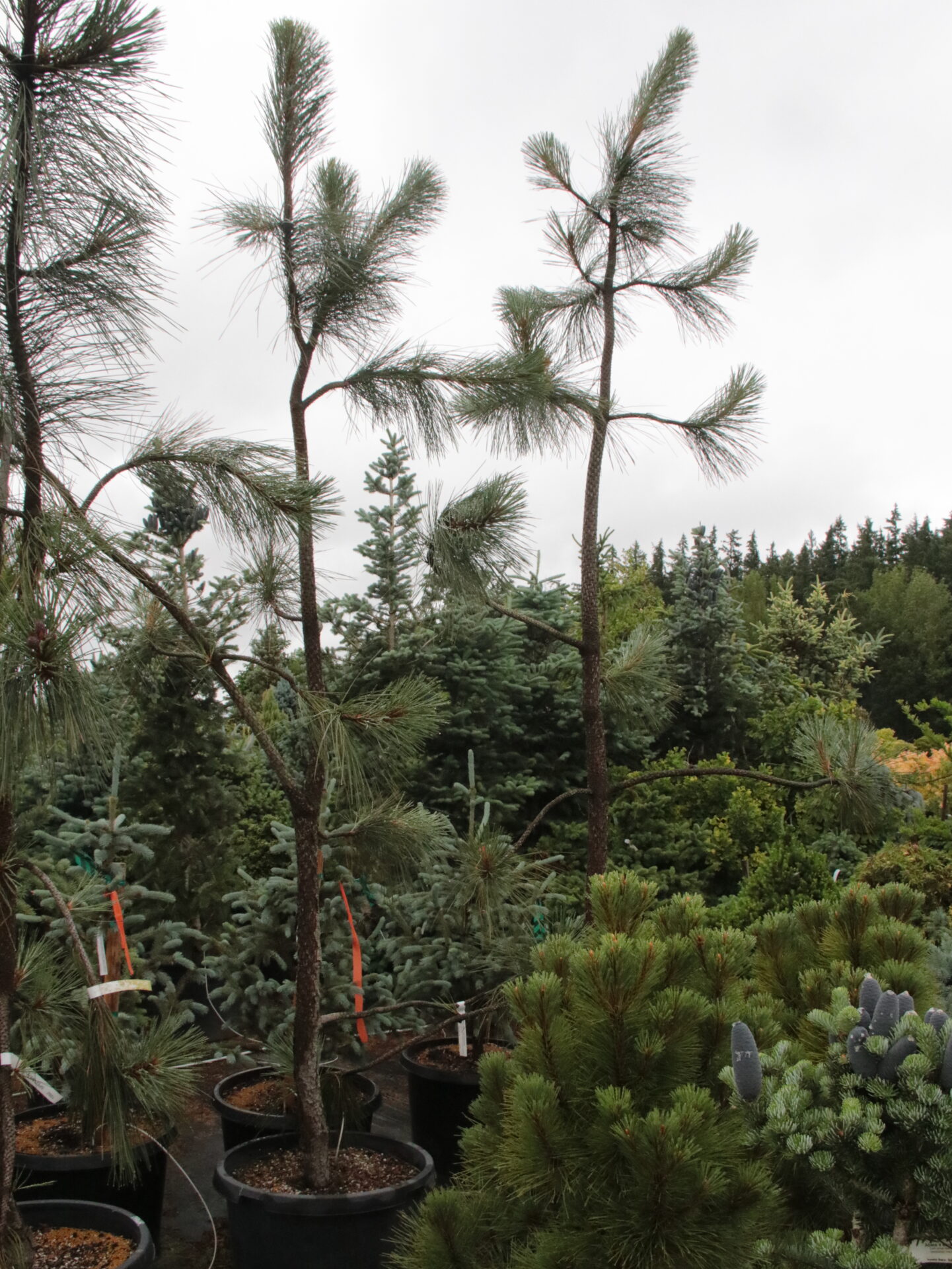 pinoページ Pinus-ponderosa-Penaz-Specimen