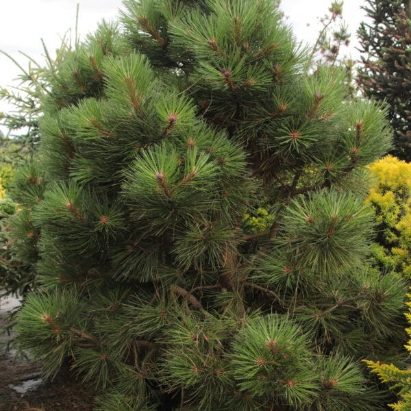Pinus ponderosa 'Warm Valley' Specimen 2041