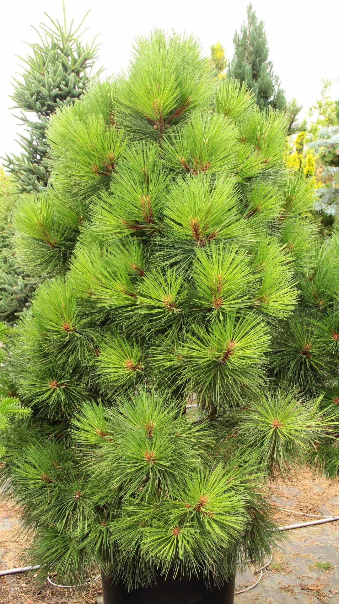 'Warm Valley' Specimen 2041 Conifer Kingdom