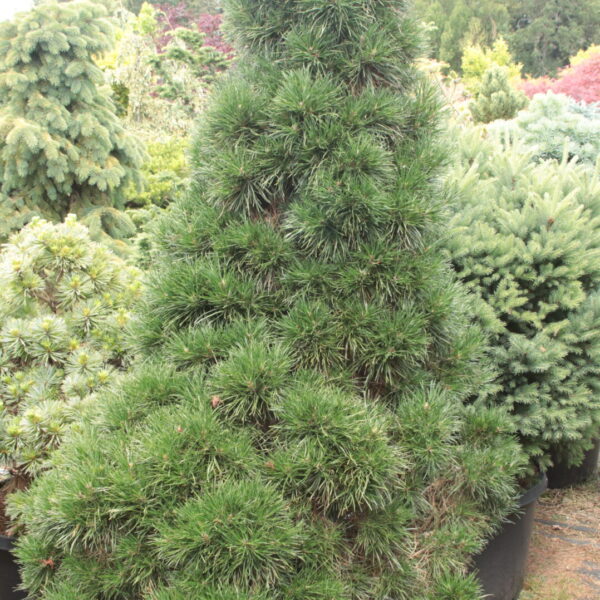 Pinus sylvestris 'Green Penguin' Specimen 2021