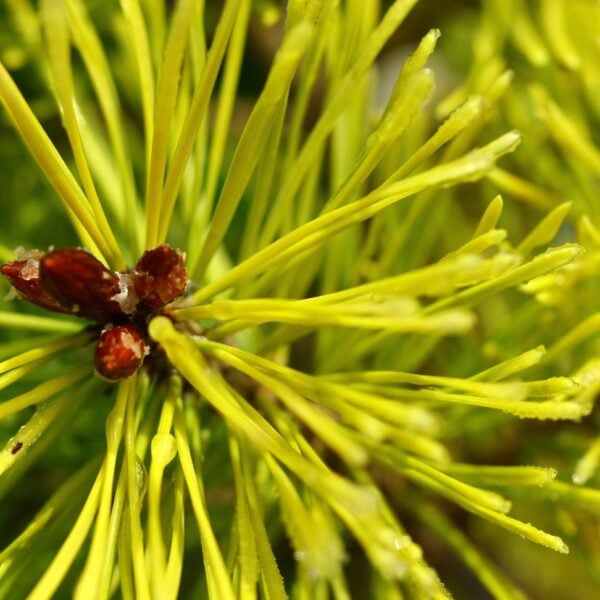 Pinus sylvestris 'Wolting's Gold' Scots Pine