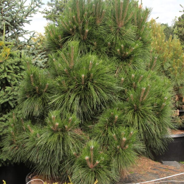 Pinus tabuliformis 'Jiuzhaigou Valley' Specimen 2177