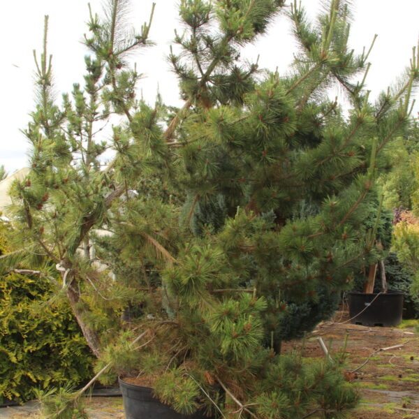 Pinus thunbergii - Sculpted Specimen 1840