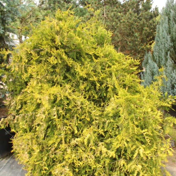 Thuja plicata 'Collyer's Gold' Specimen 2039