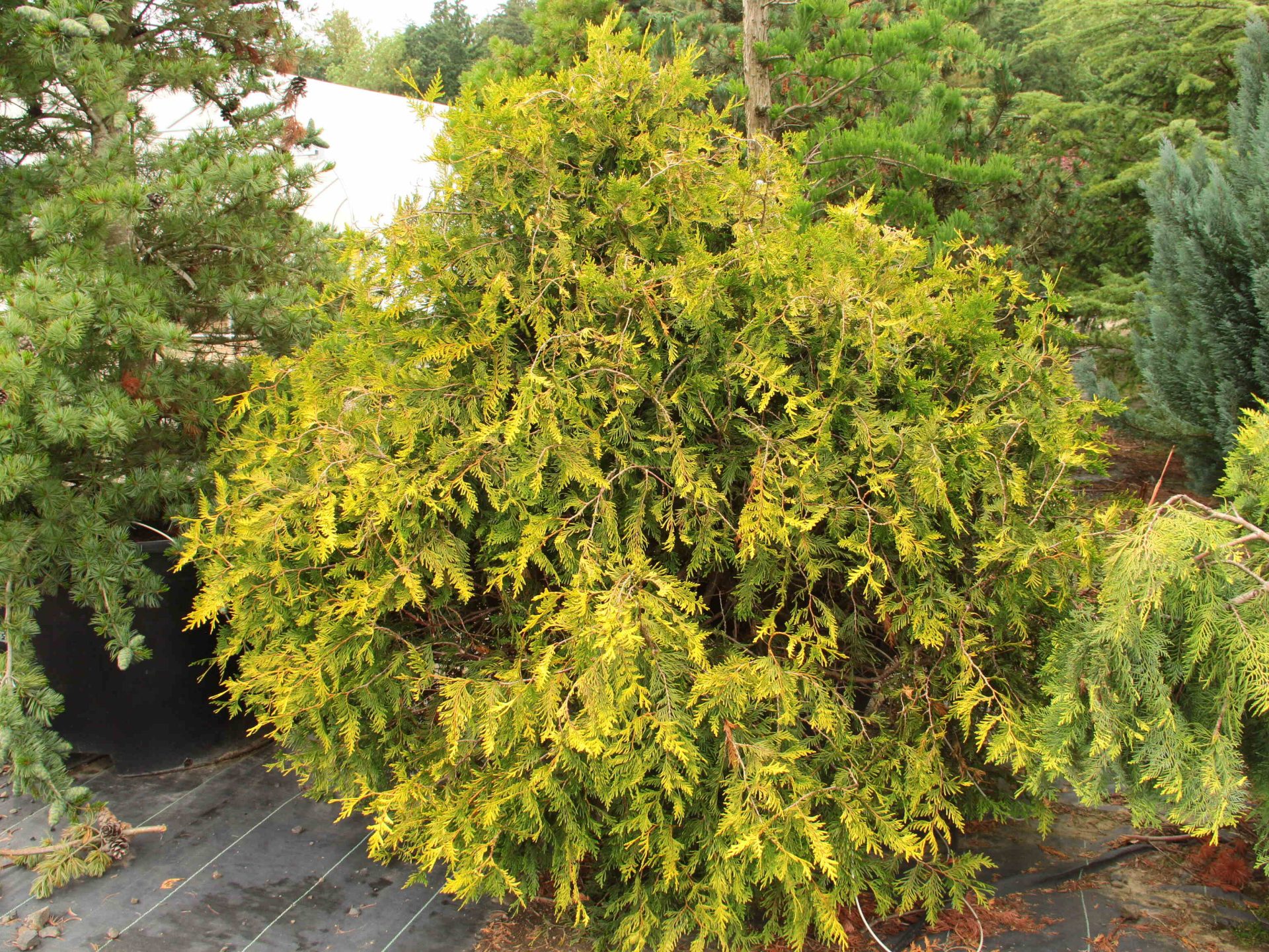 Thuja plicata 'Collyer's Gold' Specimen 2039 Conifer Kingdom