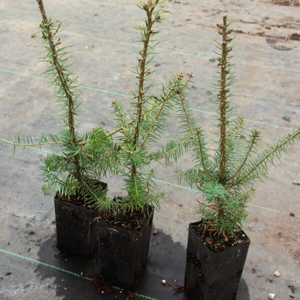 Abies balsamea var Phanerolepis Canaan Fir Seedling