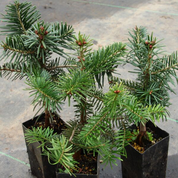 Abies nordmanniana Nordmann Fir Seedling